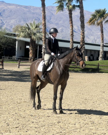 HorseID: 2302478 American Flag - PhotoID: 1097930