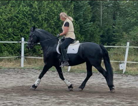 HorseID: 2302608 Deniva - PhotoID: 1084923