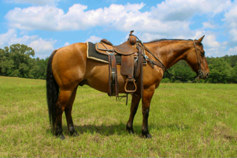 HorseID: 2302659 SHADOW - PhotoID: 1098281