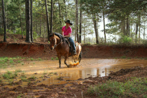 HorseID: 2302659 SHADOW - PhotoID: 1098282