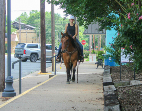 HorseID: 2302659 SHADOW - PhotoID: 1098283