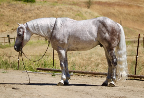 HorseID: 2302691 AUSTIN - PhotoID: 1098366