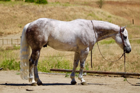 HorseID: 2302691 AUSTIN - PhotoID: 1098367