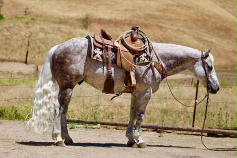 HorseID: 2302691 AUSTIN - PhotoID: 1098368