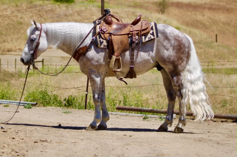 HorseID: 2302691 AUSTIN - PhotoID: 1098369