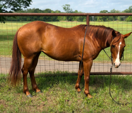 HorseID: 2302710 CHIKA - PhotoID: 1098289