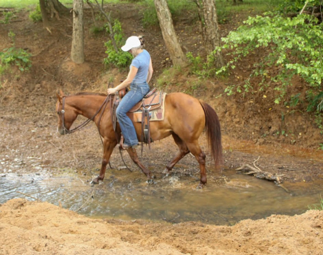 HorseID: 2302710 CHIKA - PhotoID: 1098290