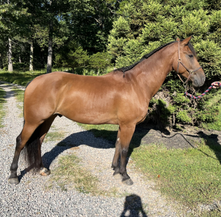 HorseID: 2303081 Spirit - PhotoID: 1098986