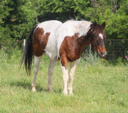 HorseID: 2303130 BUBBLES - PhotoID: 1098976