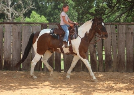 HorseID: 2303130 BUBBLES - PhotoID: 1098977