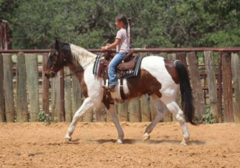 HorseID: 2303130 BUBBLES - PhotoID: 1098978