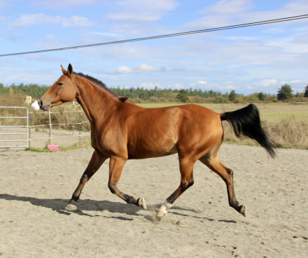 HorseID: 2303618 Kashmere I - PhotoID: 1098877