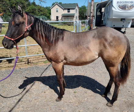 HorseID: 2303721 DUNITSMARTNPEPPYPOCO - PhotoID: 1098848