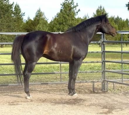 HorseID: 2303824 ZIPS MASTER PLAN - PhotoID: 1098497