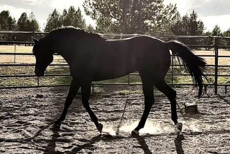 HorseID: 2303824 ZIPS MASTER PLAN - PhotoID: 1098498