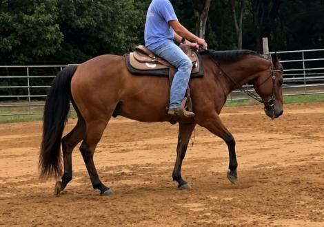 HorseID: 2303898 THERMO DUN IT EASY - PhotoID: 1099071