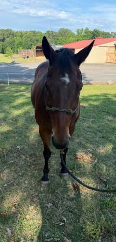 HorseID: 2303898 THERMO DUN IT EASY - PhotoID: 1099072