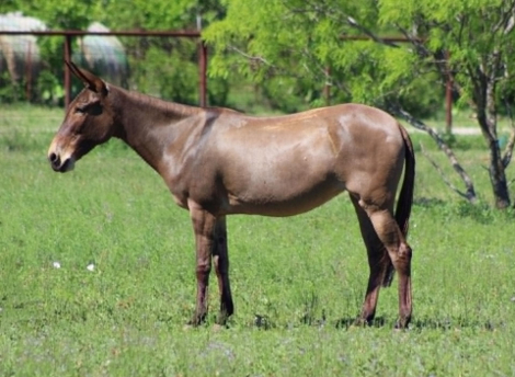HorseID: 2303901 CHICA - PhotoID: 1098374