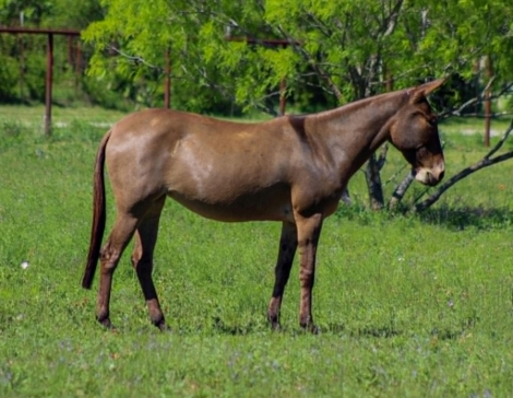 HorseID: 2303901 CHICA - PhotoID: 1098375