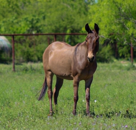 HorseID: 2303901 CHICA - PhotoID: 1098376