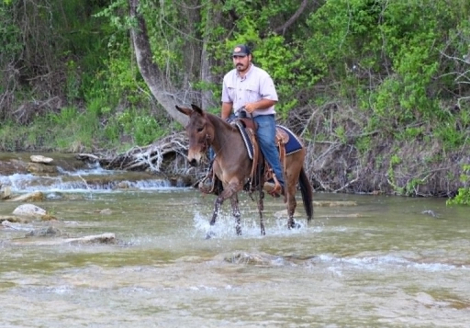 HorseID: 2303901 CHICA - PhotoID: 1098377