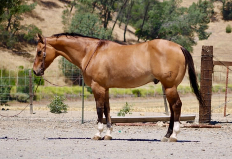 HorseID: 2303903 BISHOP - PhotoID: 1098971