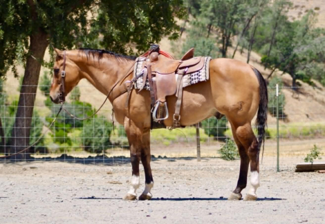 HorseID: 2303903 BISHOP - PhotoID: 1098972