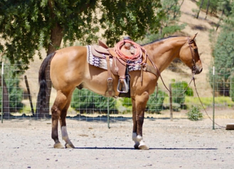 HorseID: 2303903 BISHOP - PhotoID: 1098973