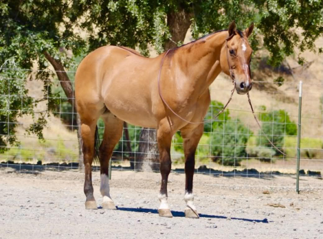 HorseID: 2303903 BISHOP - PhotoID: 1098974
