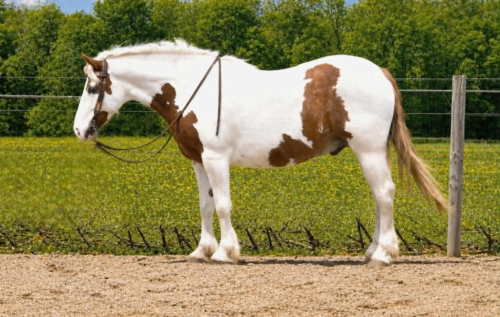 HorseID: 2303913 T-REX - PhotoID: 1099079