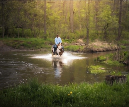 HorseID: 2303913 T-REX - PhotoID: 1099081