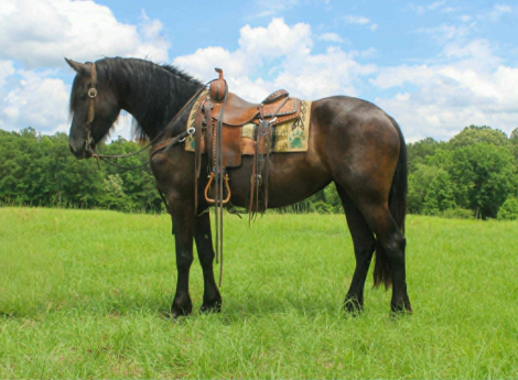 HorseID: 2303914 EBONY - PhotoID: 1099083