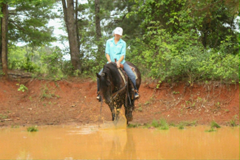 HorseID: 2303914 EBONY - PhotoID: 1099084