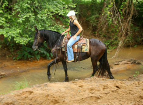 HorseID: 2303914 EBONY - PhotoID: 1099085