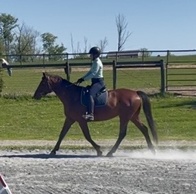HorseID: 2304158 Whesper - PhotoID: 1098078