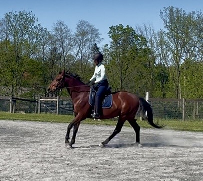 HorseID: 2304158 Whesper - PhotoID: 1098079