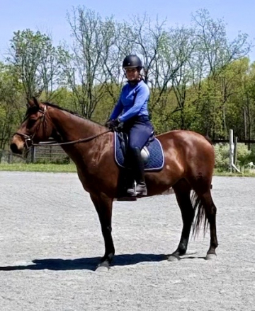 HorseID: 2304158 Whesper - PhotoID: 1098080