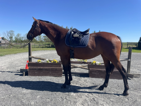HorseID: 2304158 Whesper - PhotoID: 1098081