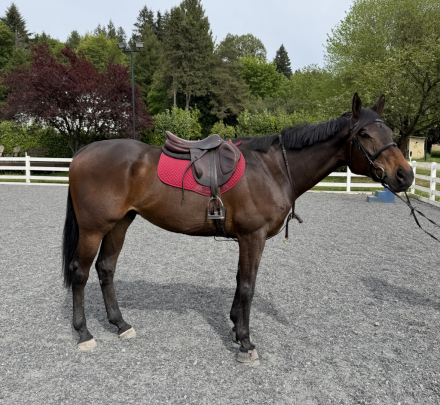 HorseID: 2304184 Uncle Dusan - PhotoID: 1098237