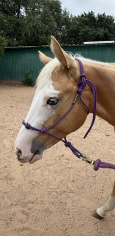 HorseID: 2304274 Spookin Up Solano - PhotoID: 1098691