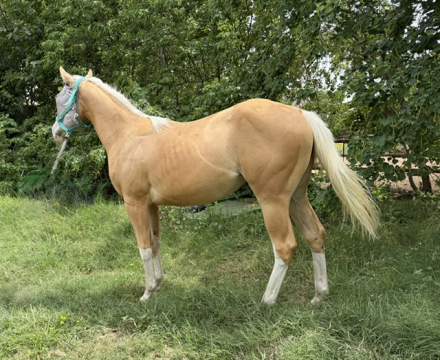 HorseID: 2304274 Spookin Up Solano - PhotoID: 1098692