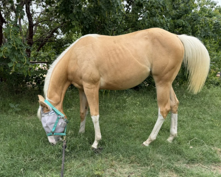 HorseID: 2304274 Spookin Up Solano - PhotoID: 1098693