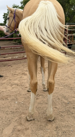 HorseID: 2304274 Spookin Up Solano - PhotoID: 1098694