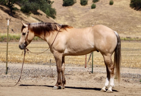 HorseID: 2304709 A TOMMY BOY - PhotoID: 1098963