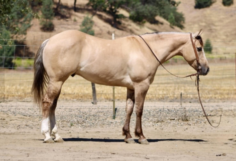 HorseID: 2304709 A TOMMY BOY - PhotoID: 1098964
