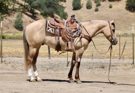 HorseID: 2304709 A TOMMY BOY - PhotoID: 1098965