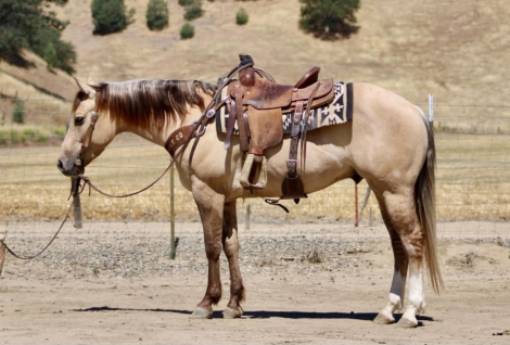 HorseID: 2304709 A TOMMY BOY - PhotoID: 1098966