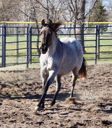 HorseID: 2304761 Perfect Harmony - PhotoID: 1097373