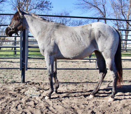 HorseID: 2304761 Perfect Harmony - PhotoID: 1097374