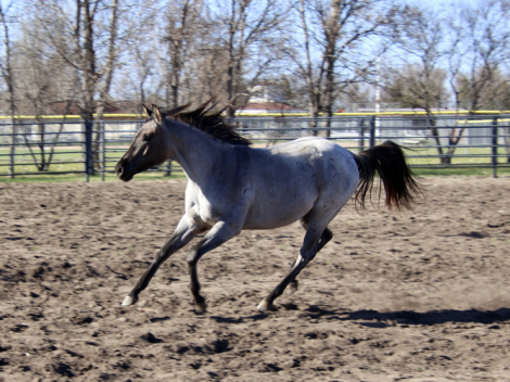 HorseID: 2304761 Perfect Harmony - PhotoID: 1097375